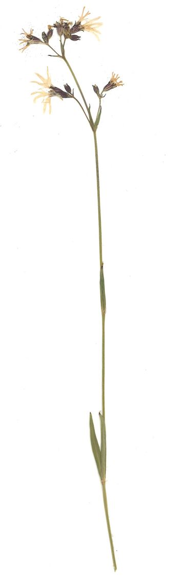GHV Herbarium Kuckucks-Lichtnelke.jpg