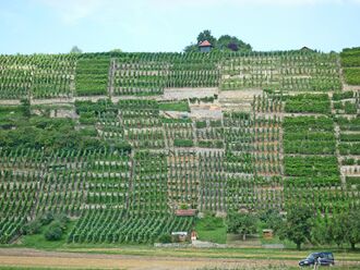 Muehlhausen-Weinberge.jpg