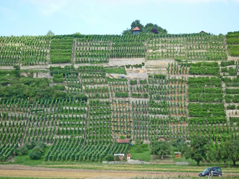 Datei:Muehlhausen-Weinberge.jpg