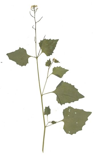 GHV Herbarium Gemeine Knoblauchsrauke.jpg