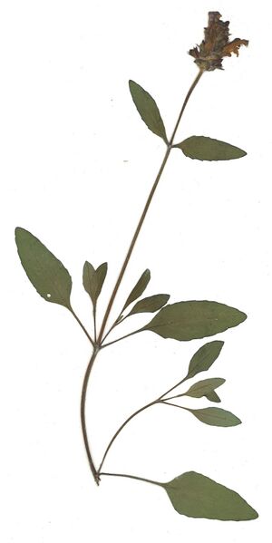 Datei:GHV Herbarium Großblütige Braunelle.jpg
