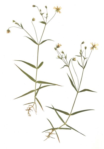 Datei:GHV Herbarium Große Sternmiere.jpg