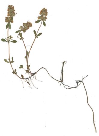 GHV Herbarium Feld-Thymian.jpg