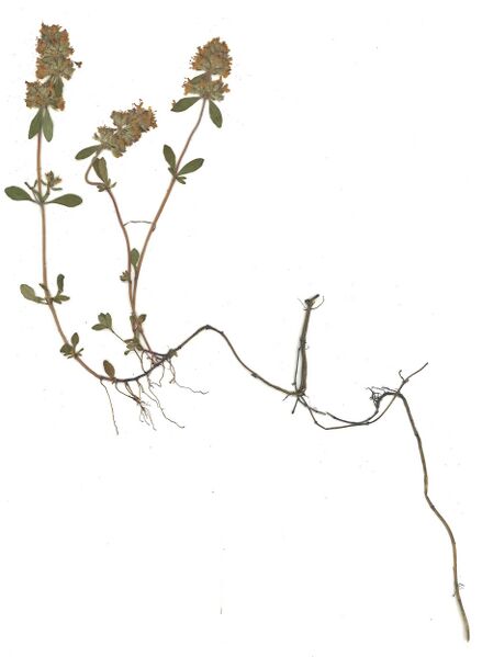 Datei:GHV Herbarium Feld-Thymian.jpg
