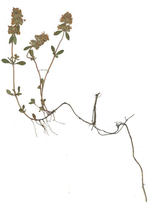 Datei:GHV Herbarium Feld-Thymian.jpg