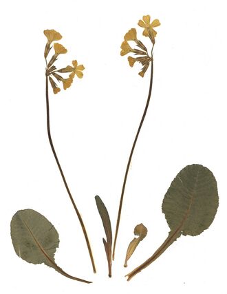 GHV Herbarium Hohe Schlüsselblume.jpg