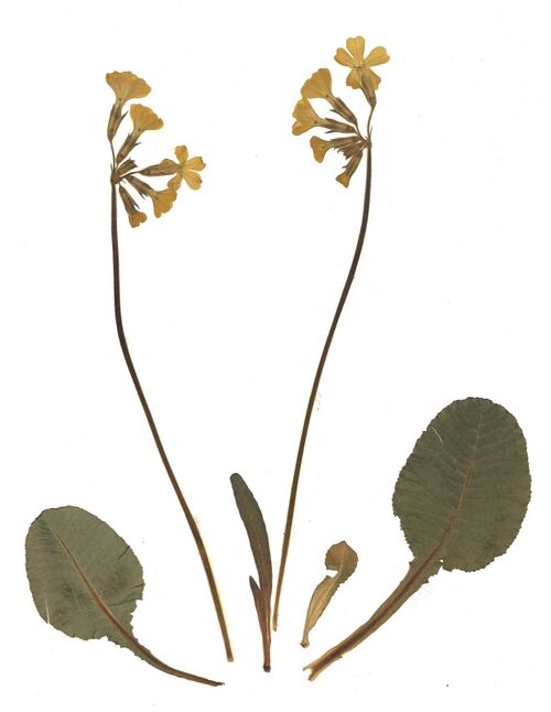 Datei:GHV Herbarium Hohe Schlüsselblume.jpg