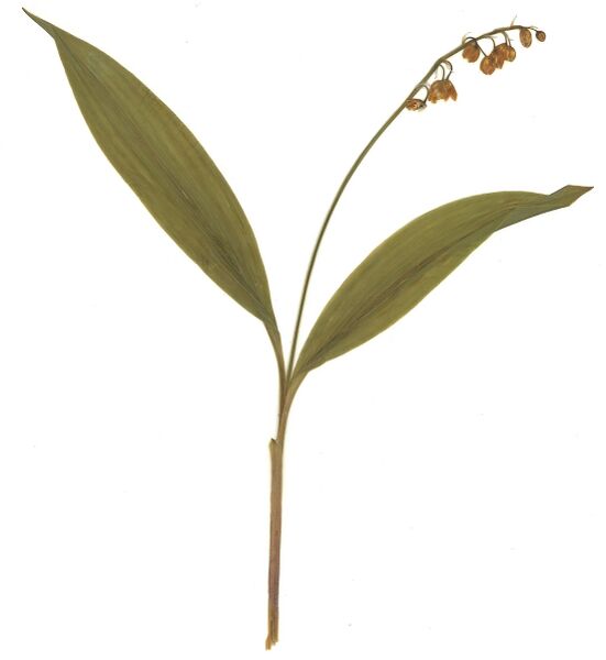 Datei:GHV Herbarium Maiglöckchen.jpg