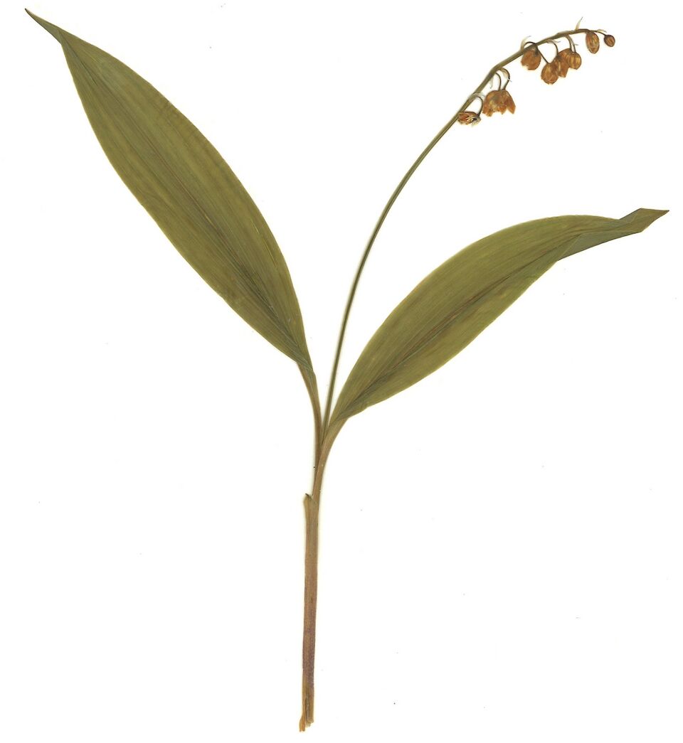 Datei:GHV Herbarium Maiglöckchen.jpg