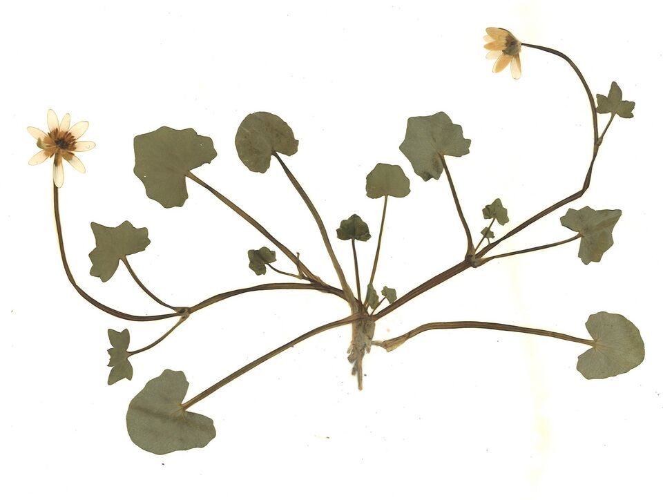 Datei:GHV Herbarium Frühlings-Scharbockskraut.jpg