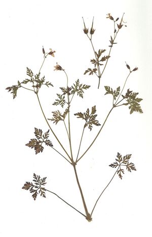 GHV Herbarium Ruprechtskraut.jpg