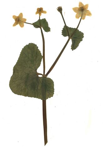 GHV Herbarium Sumpf-Dotterblume.jpg
