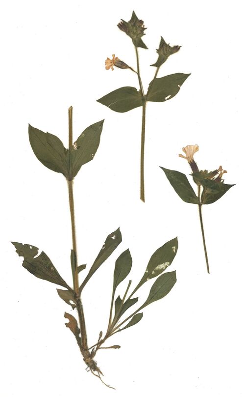 Datei:GHV Herbarium Rote Nachtnelke.jpg