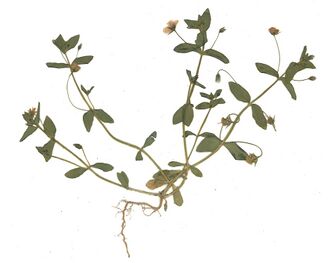 GHV Herbarium Roter Gaucheil.jpg