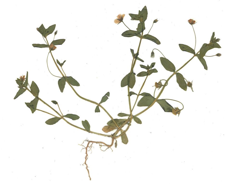 Datei:GHV Herbarium Roter Gaucheil.jpg