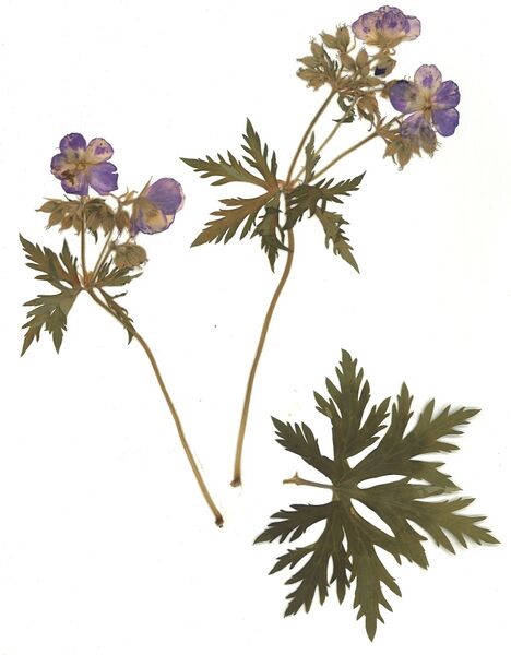 Datei:GHV Herbarium Wiesen-Storchschnabel.jpg