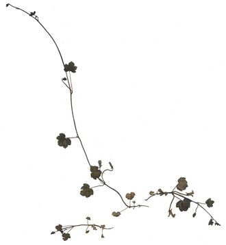 GHV Herbarium Zymbelkraut.jpg