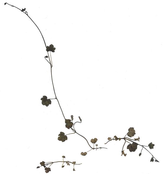 Datei:GHV Herbarium Zymbelkraut.jpg