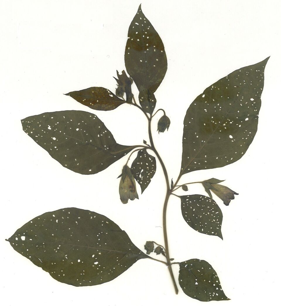 Datei:GHV Herbarium Tollkirsche.jpg