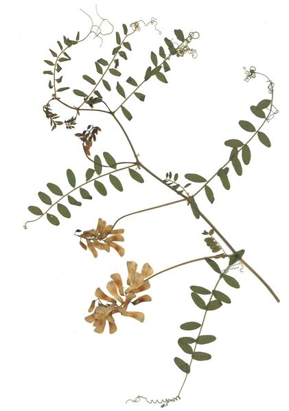 Datei:GHV Herbarium Wald-Wicke.jpg