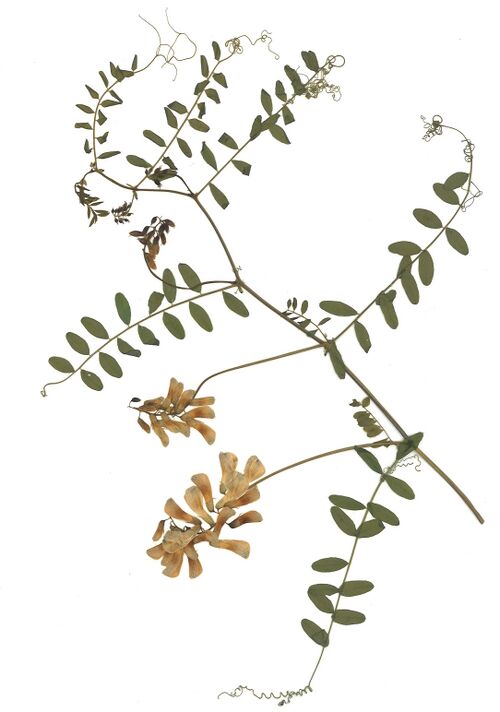 Datei:GHV Herbarium Wald-Wicke.jpg