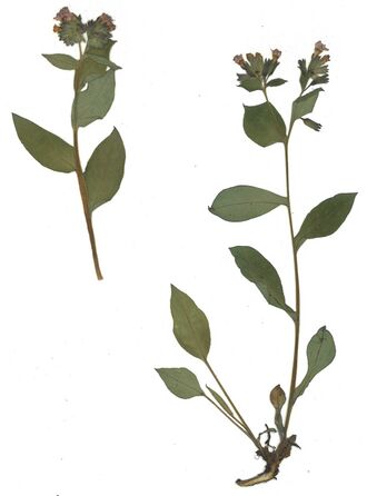 GHV Herbarium Echtes Lungenkraut.jpg