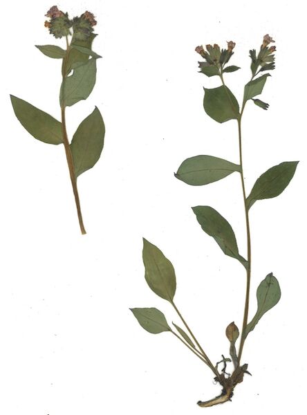 Datei:GHV Herbarium Echtes Lungenkraut.jpg