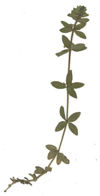 Datei:GHV Herbarium Gemeines Kreuzlabkraut.jpg
