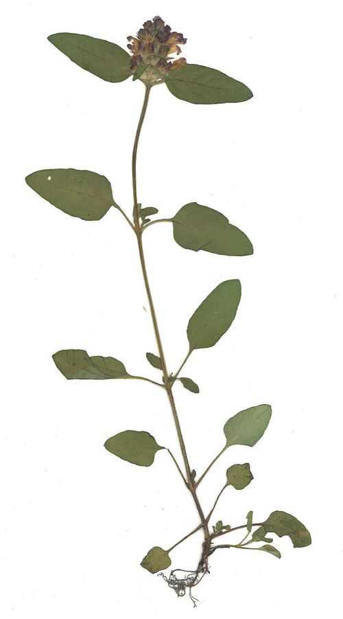 Datei:GHV Herbarium Gemeine Braunelle.jpg