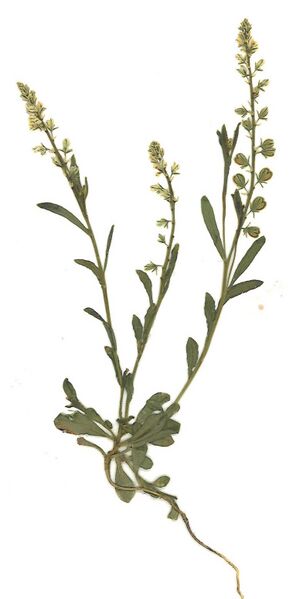 Datei:GHV Herbarium Bittere Kreuzblume.jpg
