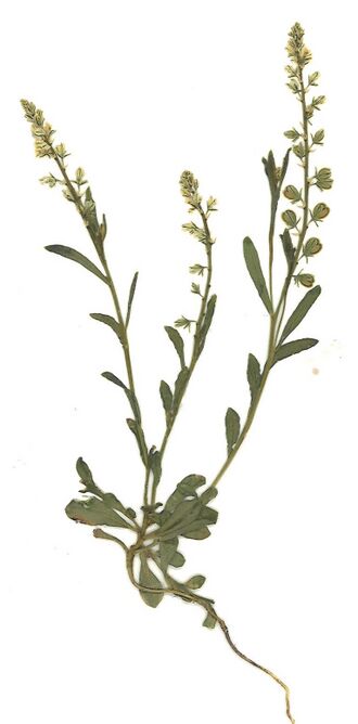 GHV Herbarium Bittere Kreuzblume.jpg