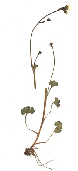 Datei:GHV Herbarium Knöllchen-Steinbrech.jpg
