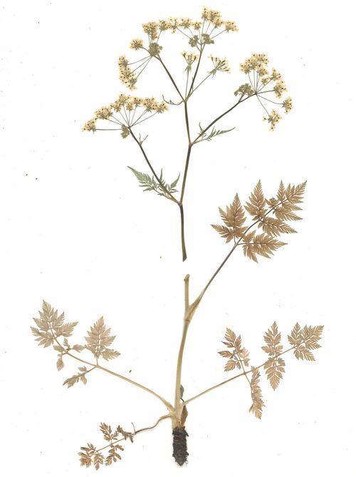 Datei:GHV Herb Wiesen-Kerbel.jpg
