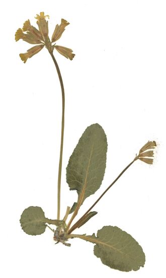 GHV Herbarium Wiesen-Schlüsselblume.jpg