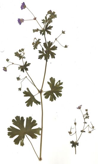 GHV Herbarium Berg-Storchschnabel.jpg