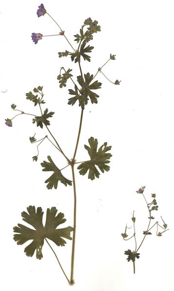 Datei:GHV Herbarium Berg-Storchschnabel.jpg