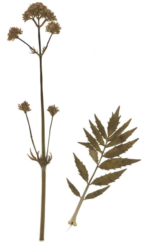 Datei:GHV Herbarium Echter Baldrian.jpg