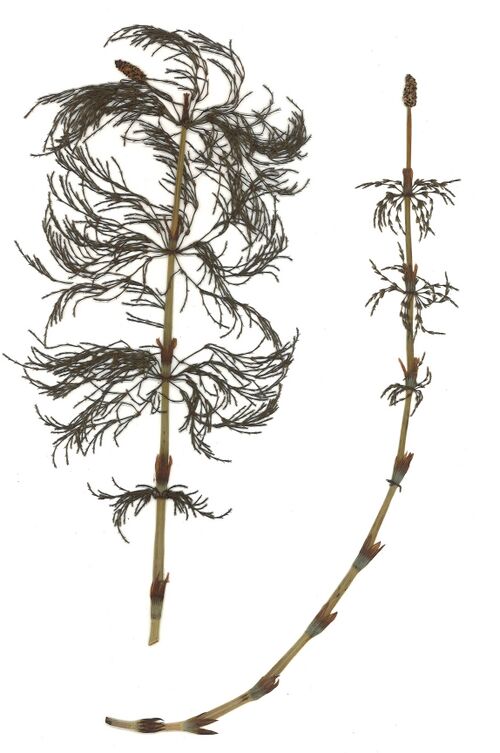 Datei:GHV Herbarium Wald-Schachtelhalm.jpg