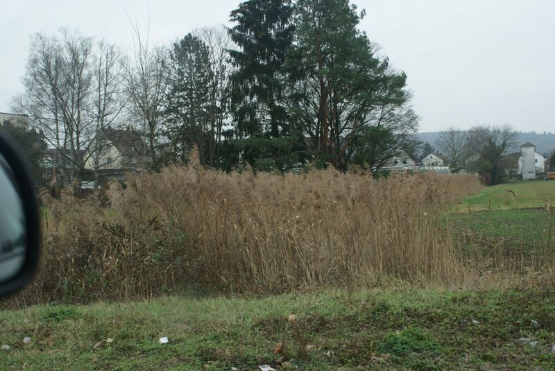 Datei:Schilfgebiet in Vaihingen.JPG