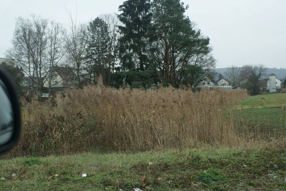 Datei:Schilfgebiet in Vaihingen.JPG